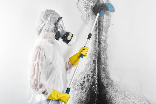 Best Environmental Consulting for Mold Prevention  in The Crossings, FL