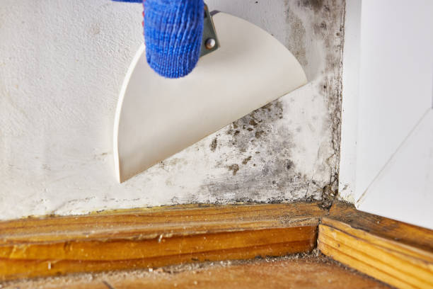 Best Forensic Mold Investigation  in The Crossings, FL