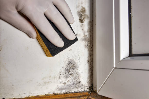 Best Air Quality Testing for Mold Spores  in The Crossings, FL